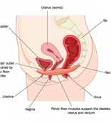Diagnosis Process for Anorectal Disorders
